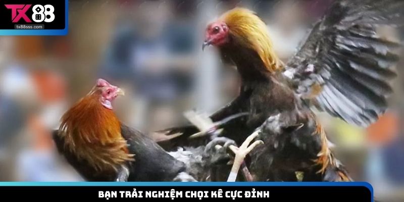 Bạn trải nghiệm chọi kê cực đỉnh
