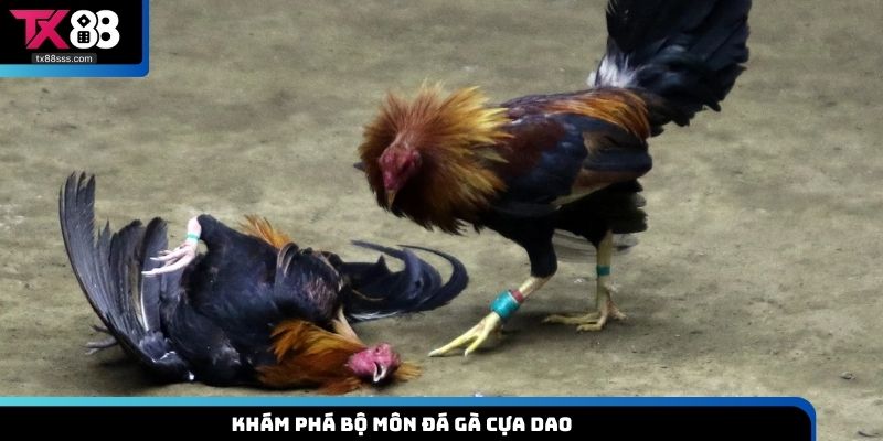 Khám phá bộ môn đá gà cựa dao
