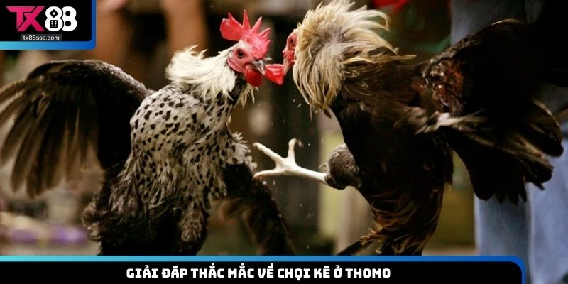 Giải đáp thắc mắc về chọi kê ở Thomo