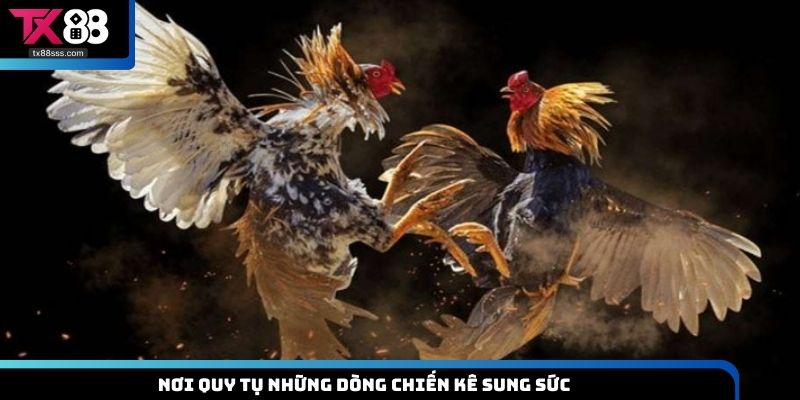 Nơi quy tụ những dòng chiến kê sung sức